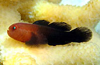 Paragiobiodon echinocephalus