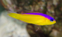 Pseudochromis diadema