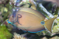 Acanthurus tennenti