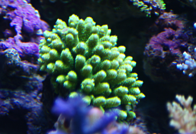 Bouture d'acropora