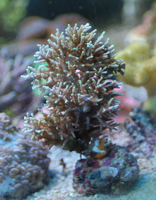 Bouture d'Acropora Bali