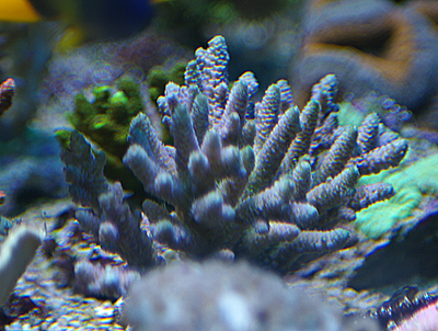 Acropora milepora tricolor