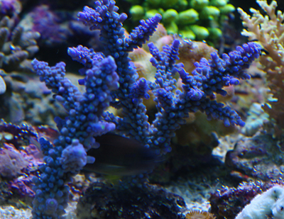 Acropora