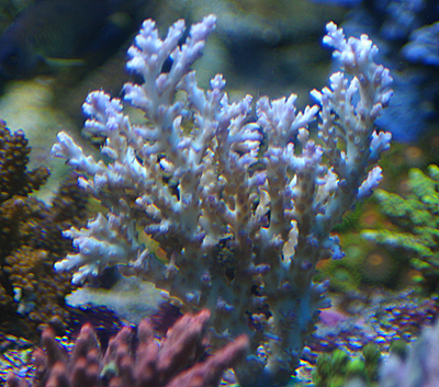 Acropora bouture