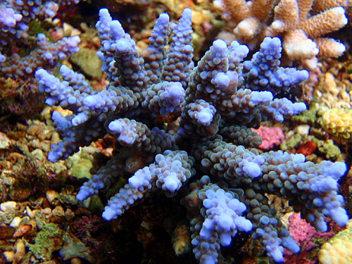 Acropora