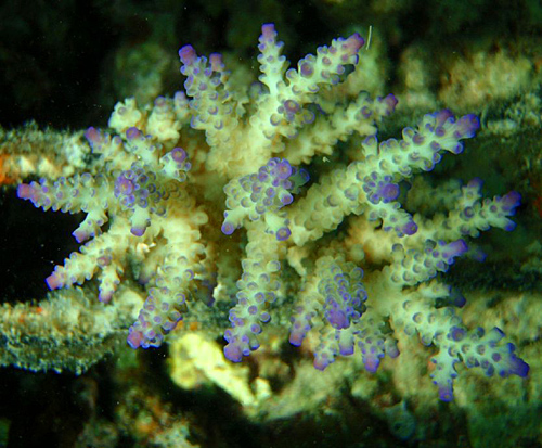 acropora