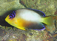 Centropyge multicolor