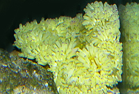 Radianthus specie yellow