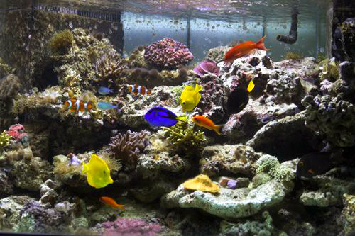 aquarium de poissons