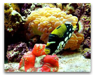 Ballistoid conspicilium