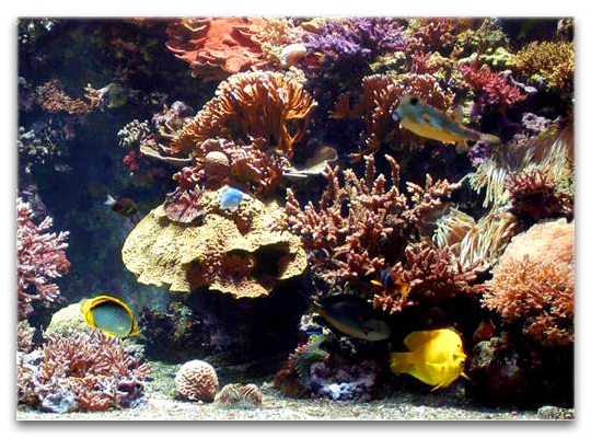 aquarium de monaco