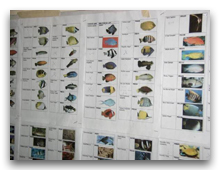 Identification poissons