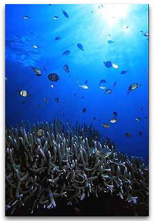 Fond sous marin