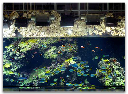 Aquarium de Monaco