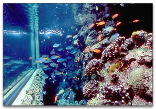 Aquarium du musee de Monaco