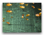 Aquarium de stockage