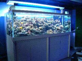 [DOSSIER] Se lancer dans un aquarium d'eau de mer Aqua_daher_vue_d'ensemble