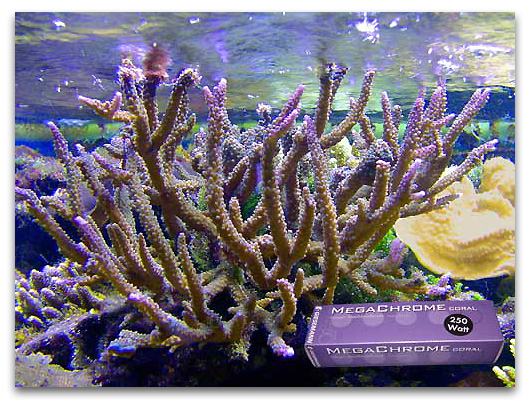 Acropora dans l'aquarium de SONY Paris