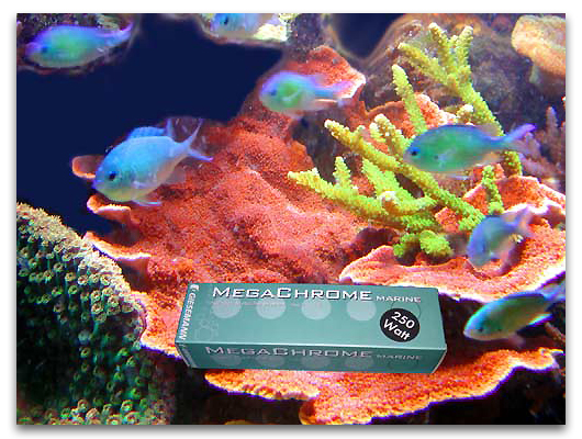 Montipora AQUARIUM SONY