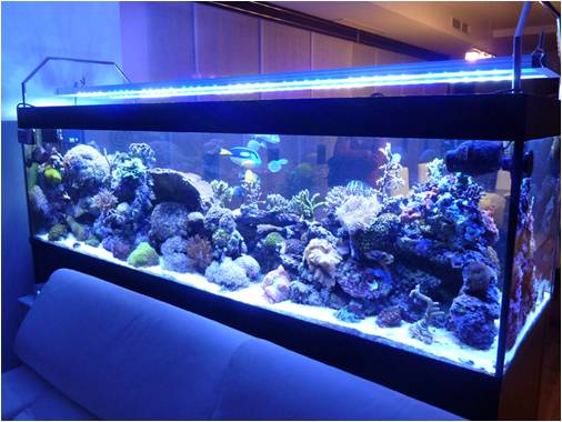 rampe LED pour aquarium récifal, marin et eau douce