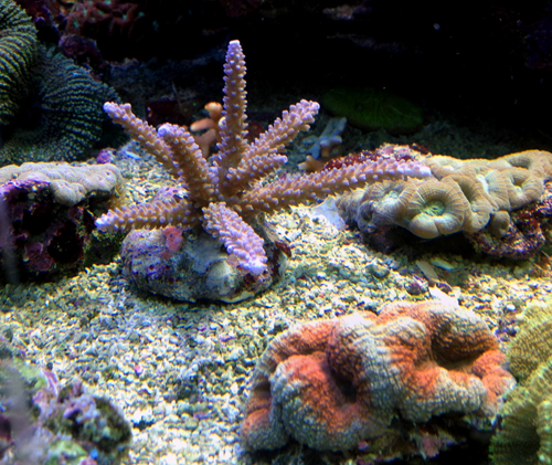 Acropora