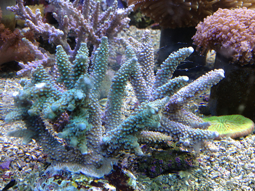 Acropora