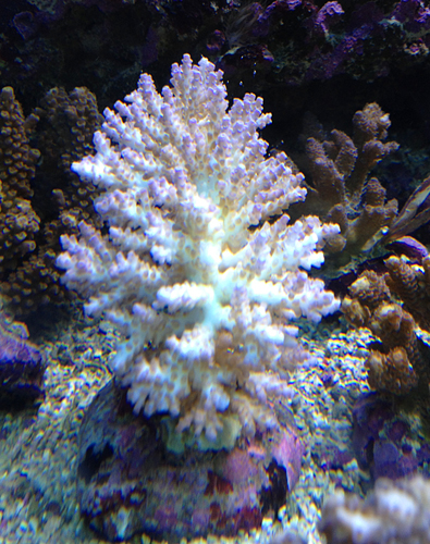 Acropora tricolor