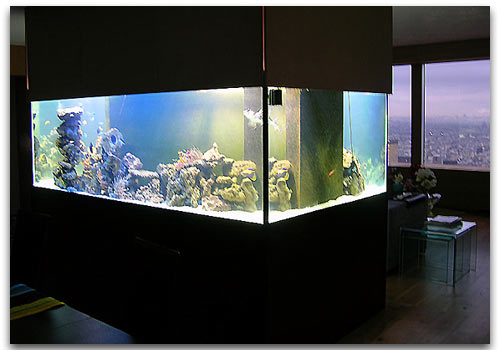 aquarium en maturation