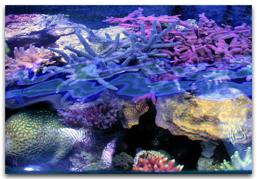 La vue de dessus de l'aquarium de Pierre.