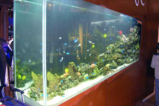 Les premiers poissons de l'aquarium