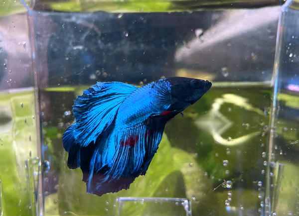 Betta half moon