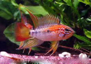 APISTOGRAMMA VIEJITA RED