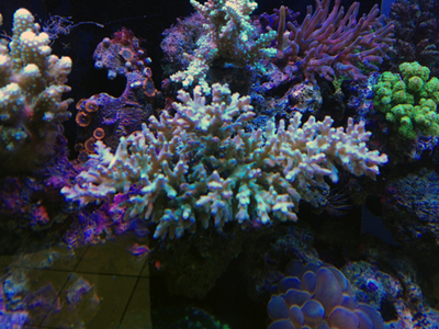 Acropora