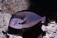 Acanthurus sohal