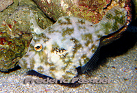 Acreichthys tomatosus