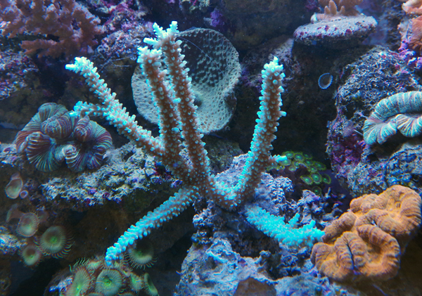 Acropora d'Indonsesie