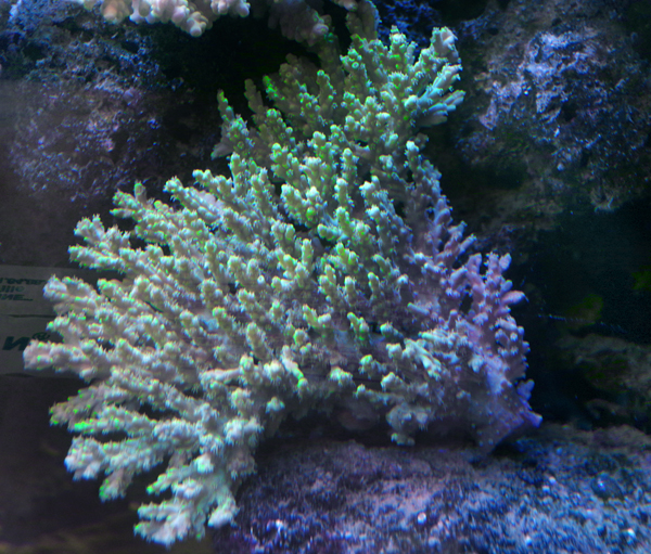 Acropora Australie