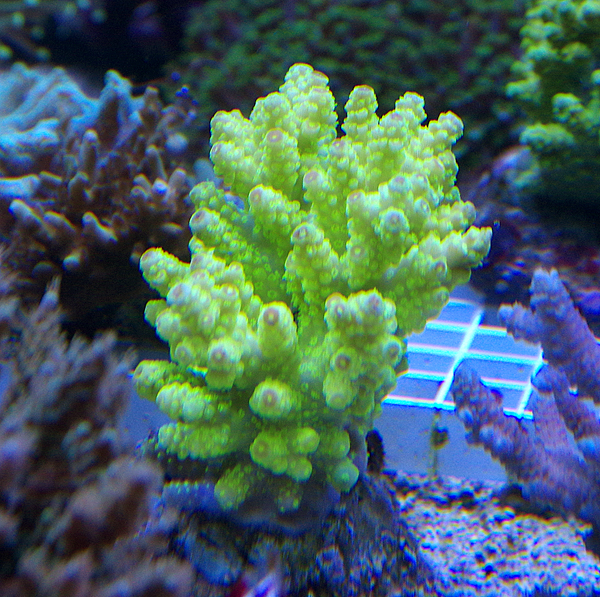 Acropora