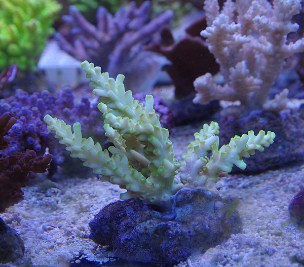 Acropora