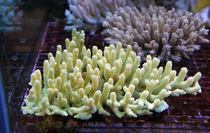 cropora milepora sauvage selection de Vincent Chalias