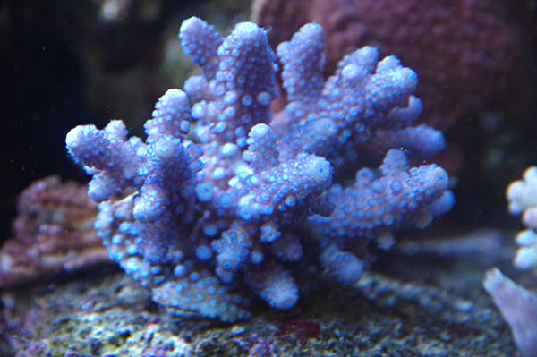 Acropora Fidji