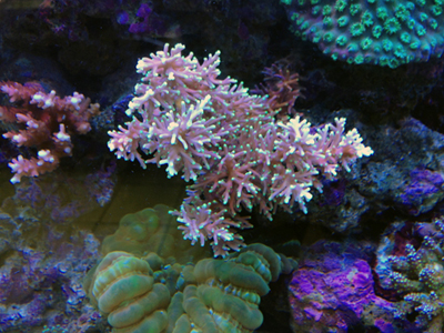 Acropora