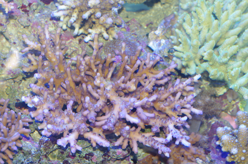 Acropora sauvage