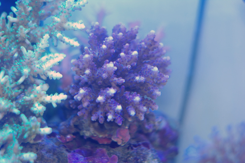 Acropora sauvage