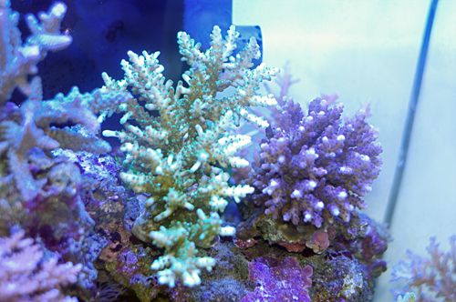 Acropora sauvage