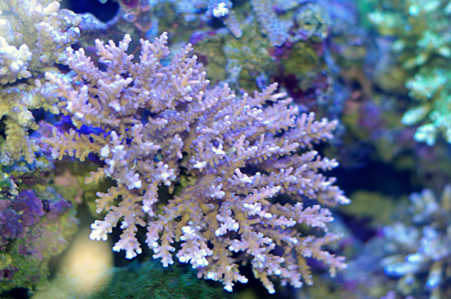 Acropora sauvage