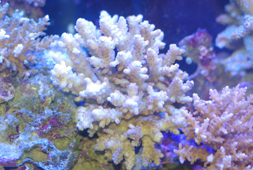 Acropora selection