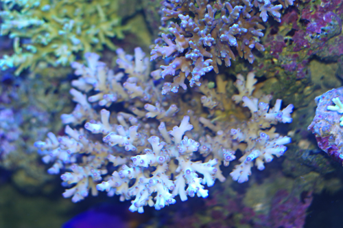 Acropora Indonesie