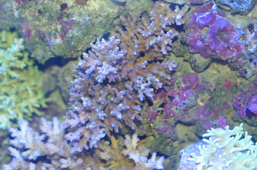 Acropora Bali