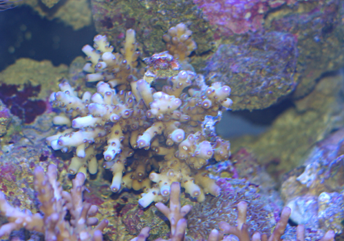 Acropora selection